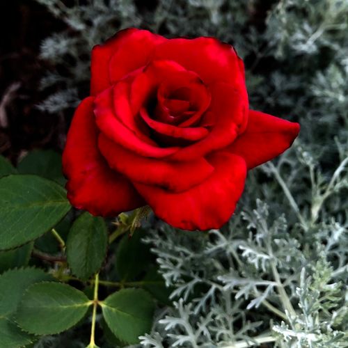 Róża wielkokwiatowa - Hybrid Tea - Róża - Kardinal - 